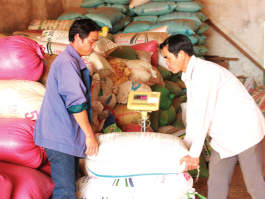 Giá cà phê tháng 3/2014 tăng, nông dân Đắk Nông phấn khởi Giá cà phê Đắk Nông, ca phe dak nong, giá cà phê tại Đắk Nông