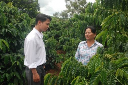 Cà phê Tây Nguyên đối mặt với tình trạng hạn hán kéo dài
