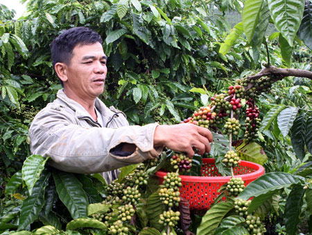 Dự báo sản lượng cà phê của Việt Nam sẽ giảm trong giai đoạn 2014/2015