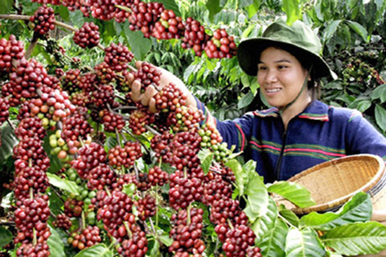 Giá cà phê hôm nay ngày 13/4/2014 đã đạt mốc 42.000 đồng/kg Giá cà phê hôm nay ngày 13/4/2014 đã đạt mốc 42.000 đồng/kg