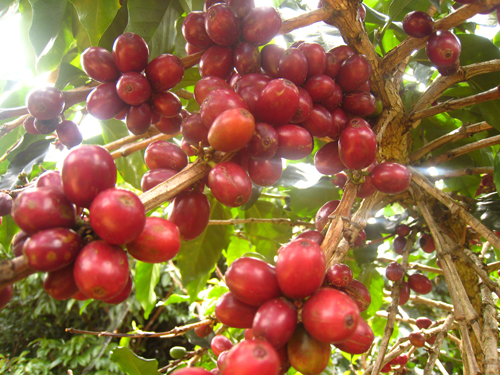 Giá cà phê tăng: Câu hỏi núp sau tin thời tiết Giá cà phê tháng 3/2014 tăng: Câu hỏi núp sau tin thời tiết