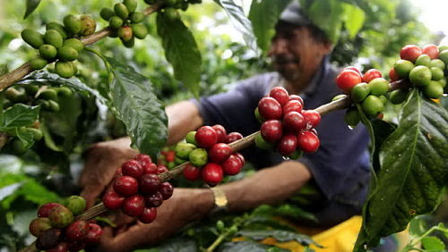 Nguồn cung cà phê có khả năng bị thiếu hụt khiến giá cà phê ngày càng tăng Nguồn cung cà phê tháng 4/2014 có khả năng bị thiếu hụt khiến giá cà phê ngày càng tăng