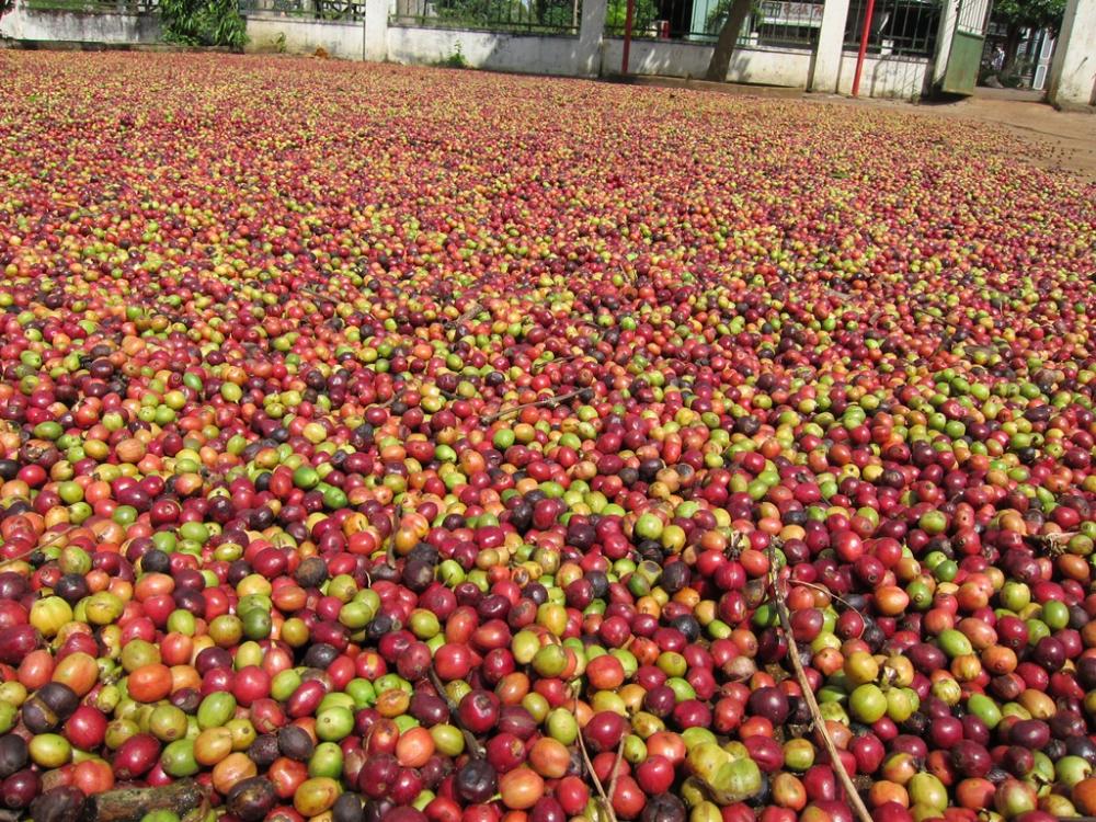 Kim ngạch xuất khẩu cà phê của Ấn Độ có thể giảm 10% trong năm 2014