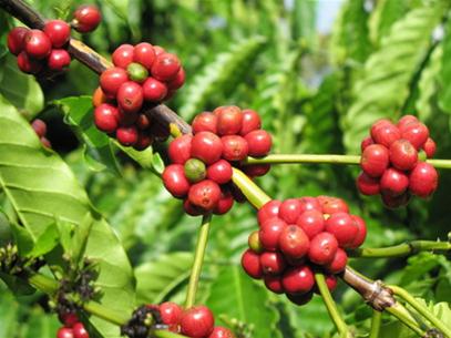 Nguồn cung giảm kéo theo kim ngạch xuất khẩu cà phê của Ấn Độ đi xuống