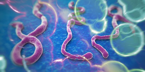 Virus Ebola đang đe dọa toàn cầu