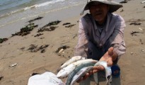 Tin mới nhất vụ cá chết ở miền Trung ngày 30/6/2016: Sắp trình CPchính sách hỗ trợ ngư dân